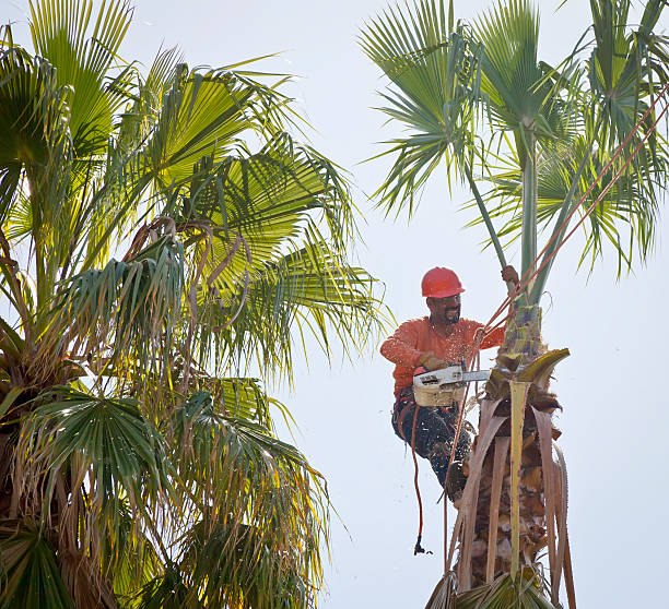 Best Large Tree Removal  in Questa, NM